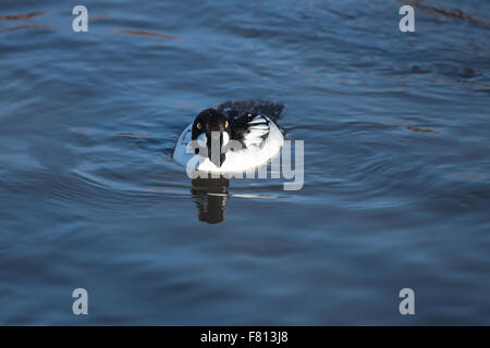 Goldeneye,Bucephala clangula,nuoto verso la telecamera su un lago. Foto Stock