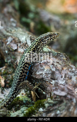 Comune di lucertola muraiola / Europea lucertola muraiola (Podarcis muralis) maschio sul suolo della foresta che mostra Colori di mimetizzazione Foto Stock