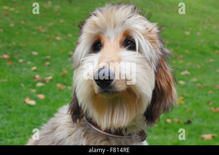 Afghan hound, 6 mese Foto Stock