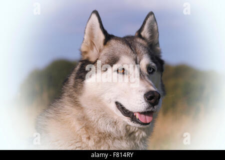 husky siberiano Foto Stock