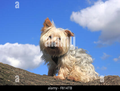 Yorkshire Terrier Foto Stock