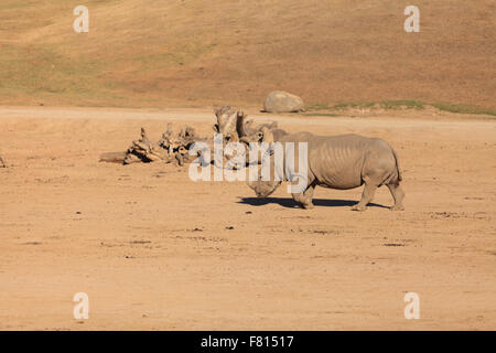 Bianco rinoceronte africano, Ceratotherium simum, si trova in Africa ed è ora in via di estinzione Foto Stock