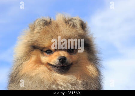 Zwergspitz, maschio, 8 mese Foto Stock