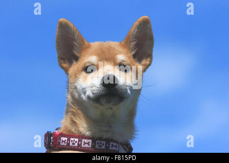 Shiba Inu, cucciolo Foto Stock