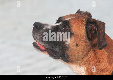 Boxer mixed-razza a cane nuoto Foto Stock
