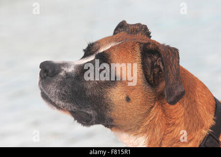 Boxer mixed-razza a cane nuoto Foto Stock