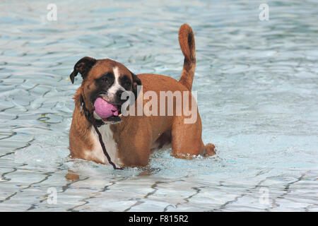 Boxer mixed-razza a cane nuoto Foto Stock