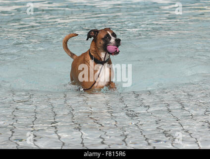 Boxer mixed-razza a cane nuoto Foto Stock