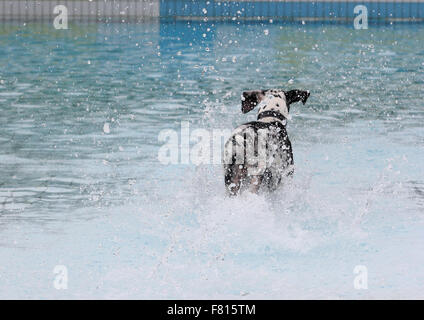 Alano al cane nuoto Foto Stock