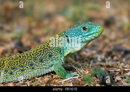 Ocellated lizard / eyed lizard / jeweled lacerta (Timon lepidus / Lacerta lepida) close up ritratto, Spagna Foto Stock