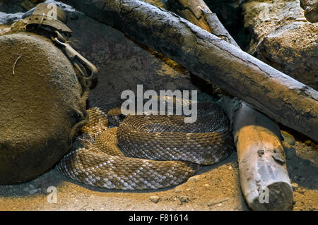 Red rattler / western diamond-backed rattlesnake (Crotalus ruber) appoggiato avvolto a ricciolo sotto woodpile di falò, America del Nord Foto Stock