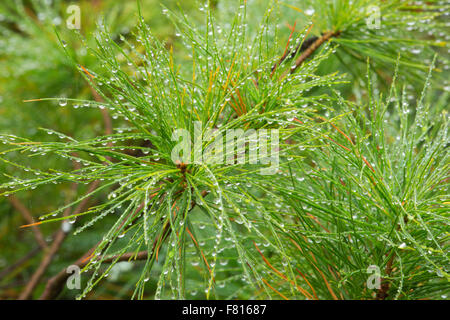 Pino bianco alberello su Wolf Mountain Summit Wolf Mountain Trail, Ottawa National Forest, Michigan Foto Stock