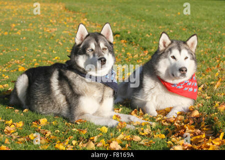 Alaskan Malamute e siberian husky malamute mixed-breed Foto Stock