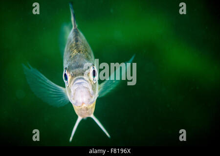 Bluegill underwater in the St. Lawrence River Foto Stock