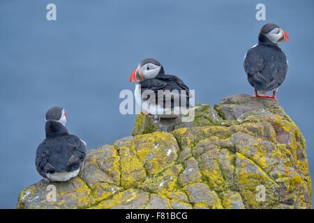 Atlantic pulcinelle di mare (Fratercula arctica) permanente sulla roccia, Borgarfjördur, Islanda Foto Stock