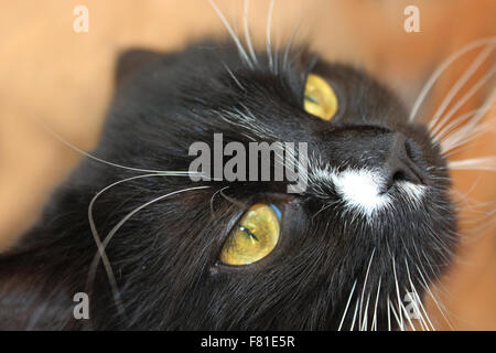 Close-up di muso di nero gatto arrabbiato Foto Stock
