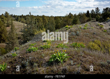 WASHINGTON - Balsamroot sul prato ricoperto le dune di sabbia vicino al bordo della foresta di ginepro zona di dune di ginepro deserto. Foto Stock