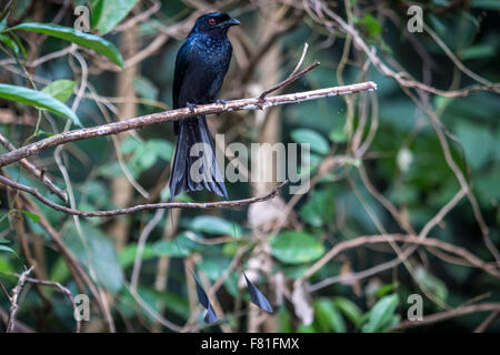 Maggiore Racket-tailed Drongo. Foto Stock