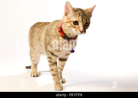 Striped tabby cat con sfondo bianco. Foto Stock