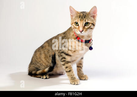 Striped tabby cat con sfondo bianco. Foto Stock