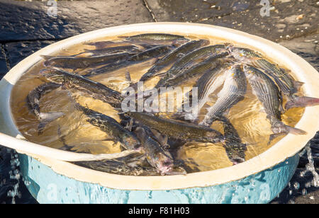 Tipico italiano all'aperto al mercato del pesce con pesce fresco e frutti di mare Foto Stock