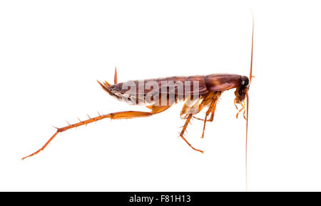 American scarafaggio (Periplaneta americana) Foto Stock