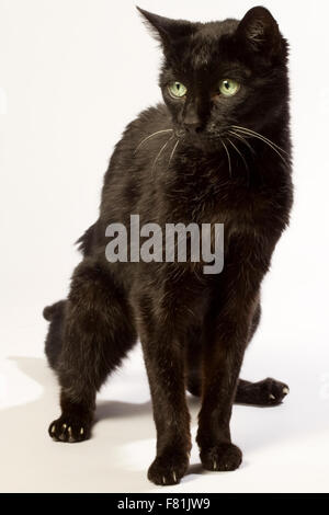Molto vecchio gatto nero con sfondo bianco. Artrosi, degenerative osteoartrite. Foto Stock