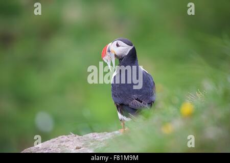 Atlantic puffin con il cicerello a una colonia di pulcinelle di mare a Borgarfjordur in Oriente fiordi di Islanda Foto Stock