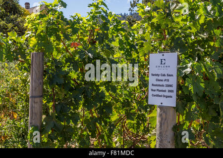 Blocco di uve Cabernet Sauvignon, vigneto, Ehlers cantina immobiliare, St Helena, Napa Valley, California, Stati Uniti, America del Nord Foto Stock