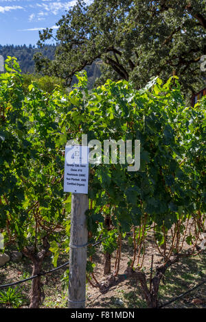 Blocco di uve Cabernet Sauvignon, vigneto, Ehlers cantina immobiliare, St Helena, Napa Valley, California, Stati Uniti, America del Nord Foto Stock