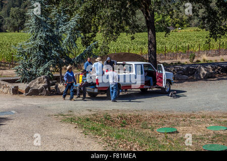 Cantina lavoratori, team raccolto, vigneti, Ehlers cantina immobiliare, Ehlers Lane, St Helena, Napa Valley, California, Stati Uniti, America del Nord Foto Stock