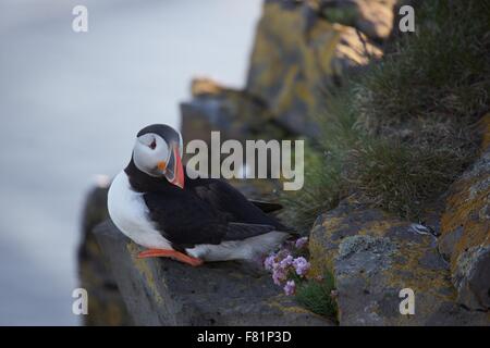 Puffin colony a Latrabjarg, West fiordi, Islanda. Foto Stock