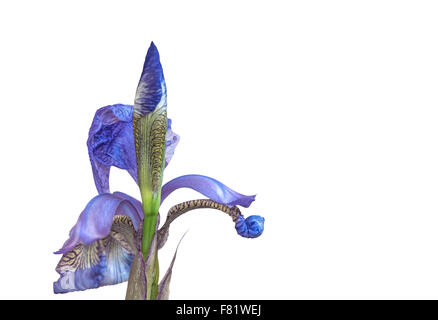 Bella blu iris flower closeup isolato su bianco Foto Stock