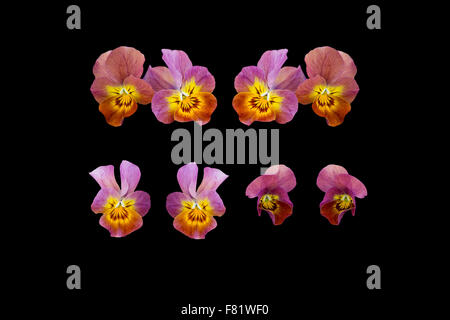 Pansy fiori closeup isolato su nero Foto Stock