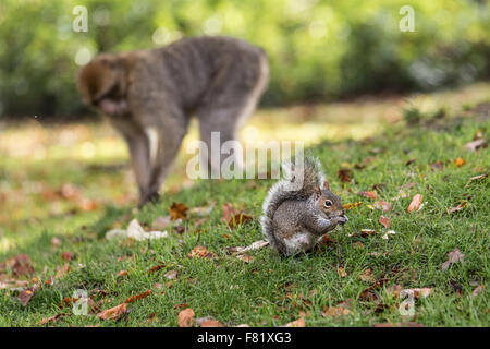 Lo scoiattolo in erba di essere guardato da un Barbary Macaque Foto Stock