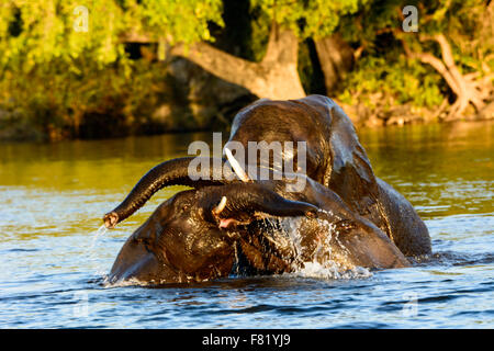 Elephants at play in the Chobe river Foto Stock
