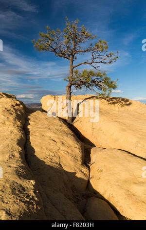 Un lone ponderosa pine tree cresce da massi in Pietra Arenaria Bluffs, El Malpais monumento nazionale, Nuovo Messico Foto Stock