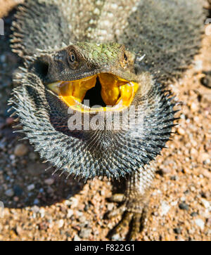 Orientale Drago Barbuto (Pogona barbata) è chiamato "barbuto" a causa della sua capacità di flare fuori la pelle nella zona della gola quando h Foto Stock