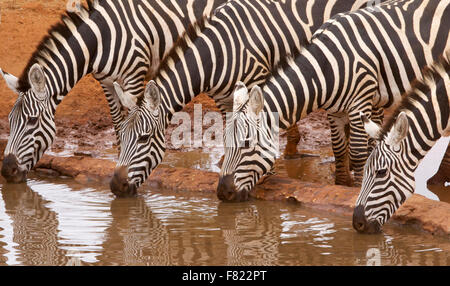 Quattro zebre Acqua Potabile Foto Stock