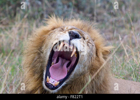 Un maschio di leone ruggente Foto Stock