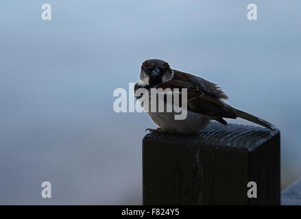 Sparrow in appoggio sul post su nebbioso giorno a Loch Lomond Foto Stock