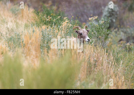 Un giovane bighorn pascolo della ram in un campo erboso, Capitol Reef National Park nello Utah Foto Stock