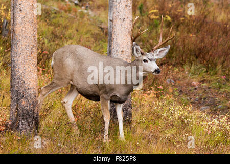 Mule Deer buck in piedi fra due lodgepole pine trees, Grand Teton National Park, Wyoming Foto Stock