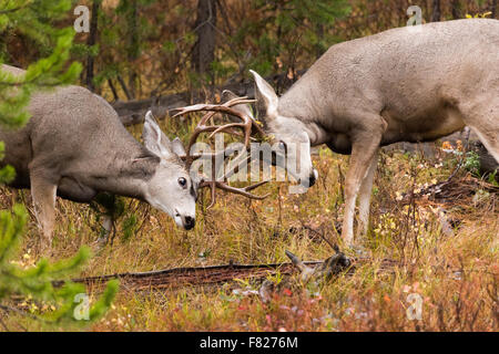 Mule Deer bucks sparring sulla montagna del segnale, il Parco Nazionale del Grand Teton, Wyoming Foto Stock