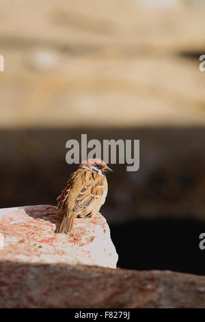 Sparrow appollaiato sul parapetto di bianco di costruire sulla base del 1073 AD-Khon Konchog Gyalpo costruito N.Sede Sakya monast.-Tibt Foto Stock