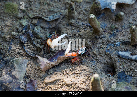 2 anello maschio-gambe granchi fiddler (Uca annulipes) lotta Foto Stock