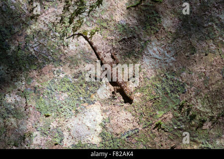 Kendall Rock Gecko (Cnemaspis kendallii) nella luce solare pezzata Foto Stock