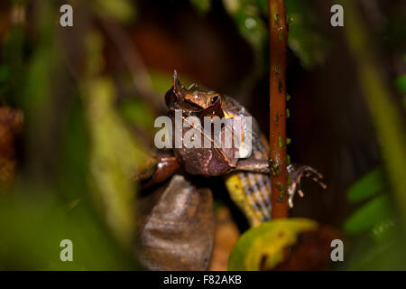 Una massa maculato snake (Gongylosoma sp.) mangiare una rana cornuta Megophrys (sp). Foto Stock