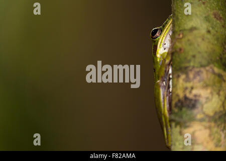 Il rame cheeked frog (Hylarana raniceps) Foto Stock