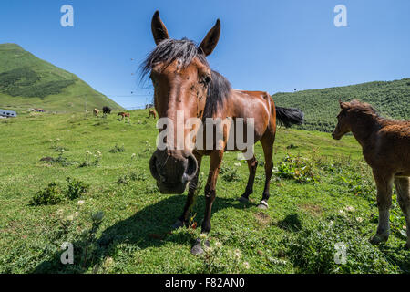 I cavalli in Ushguli comunità di quattro villaggi al fine di Enguri gorge, Svaneti superiore, Georgia Foto Stock